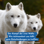 Zwei weiße Wölfe